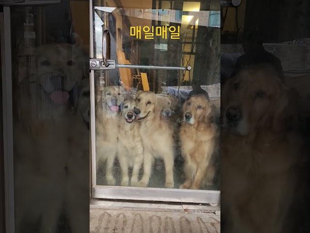 매일 같은 일상이지만 매일 다르게 이쁜 골든리트리버 6마리 #짱아네가족 #3대가사는집 #goldenretriever