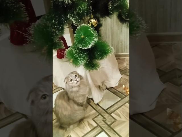 Любимая кошечка Зайка и ёлка. С наступающим Новым годом! #music #аnimals #cat #catlover #newyear