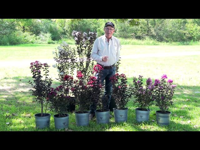 All About Black Diamond Crapemyrtles