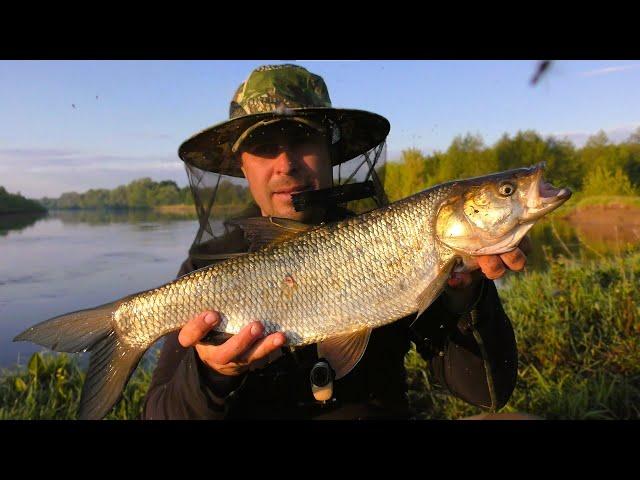 Catching Asp with Lures. Spinning on the Desna River