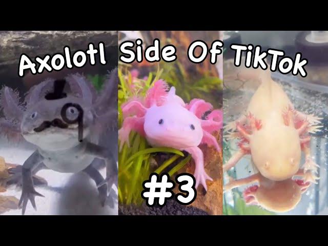 Axolotl Side Of TikTok #3