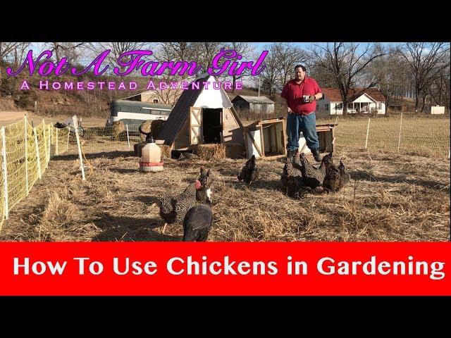 Market Garden: Using Chickens for Garden Preparation