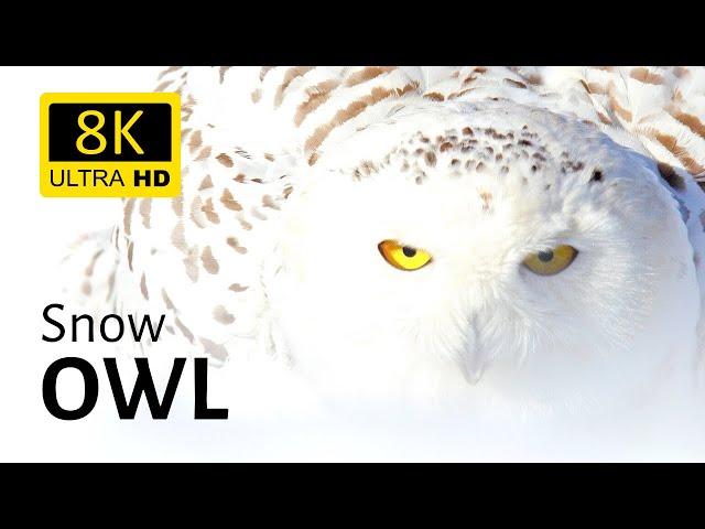 stunning shots of a snow owl in the wild 8K [Ultra HD]