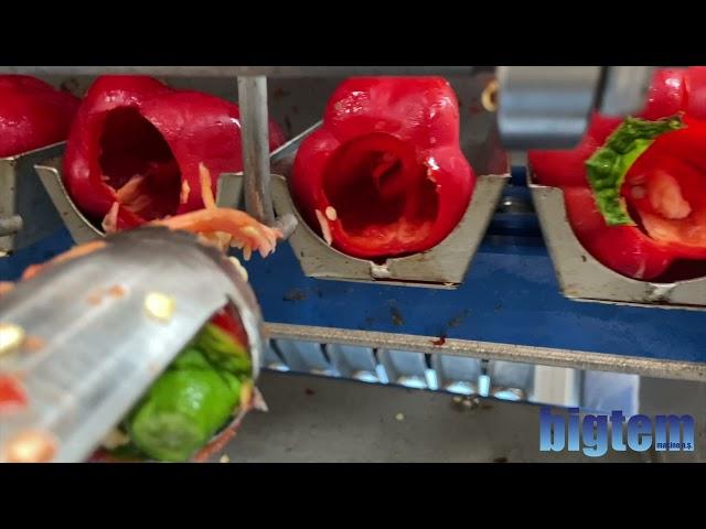 AUTOMATIC PAPRIKA PEPPERS STEM TRIMMER CORE REMOVER WITH REJECT COLLECTION CONVEYOR