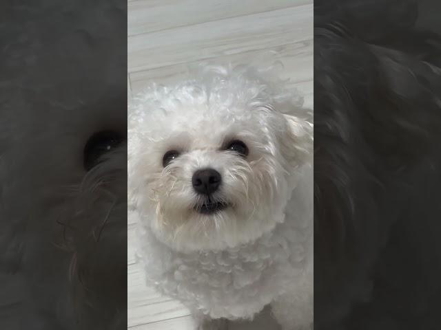 常常碎碎念的boki🫣跟爸爸一樣 #강아지 #dog #寵物狗狗精選 #比熊犬 #말티즈 #puppy #狗狗日常 #반려견 #댕댕이 #cute