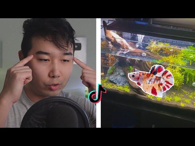 TikTok Fish Tanks BUT IT'S GOOD | Fish Tank Review 233