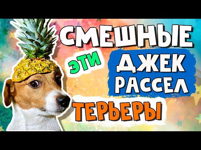 Эти смешные и забавные джек рассел терьеры/Часть 1/Funny Jack Russell Terrier Dogs Video Collection