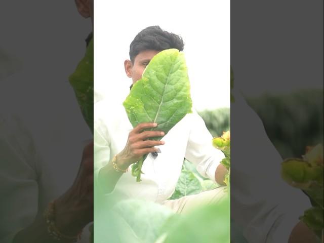 ಈ ಗೊಬ್ಬರಕ್ಕೆ ಮುಗಿಬಿದ್ದ ಜನ | Farming in Kannada | Gromor Bhoo Aushadh | farming in Karnataka #shorts