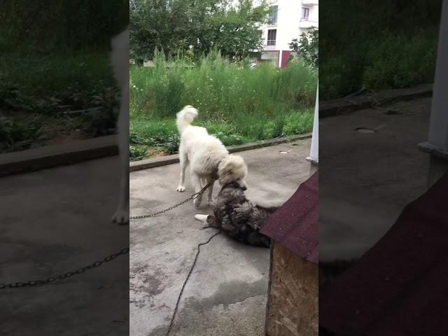 Beyaz Kafkas çoban köpeği