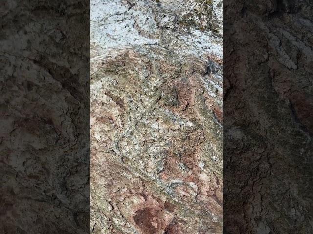 Unique Jade close up of exterior rind of 16,000lb Jade Boulder from Washington #Jade #nephrite