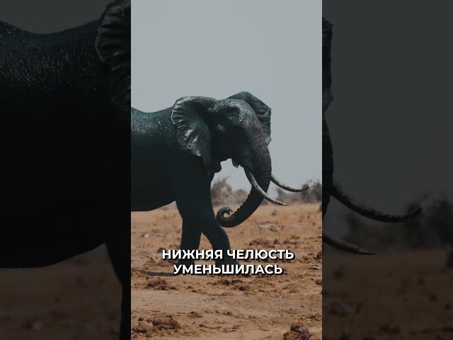  Как у слонов появились хоботы