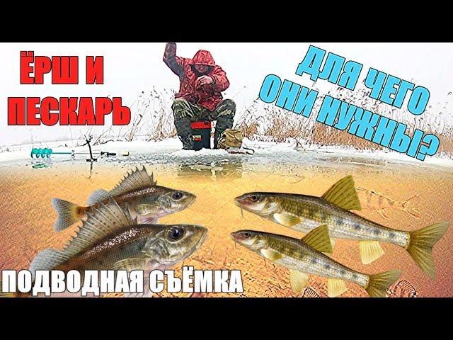 ЁРШ и ПЕСКАРЬ . Для чего они нужны? Подводная съёмка.