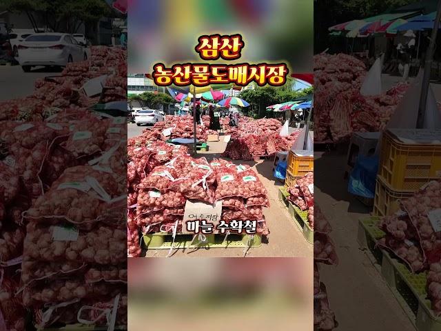 삼산농산물도매시장/ 마늘 출하시기 ~^ 힐링여행