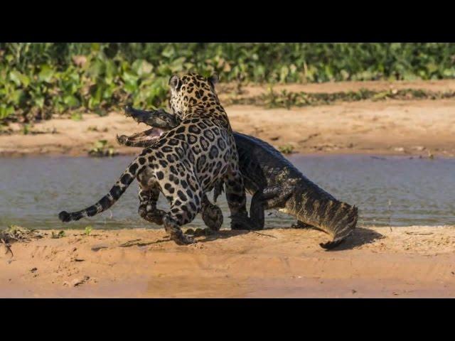 Ягуар Против Крокодила Подборка - Jaguar VS Crocodile Compilation