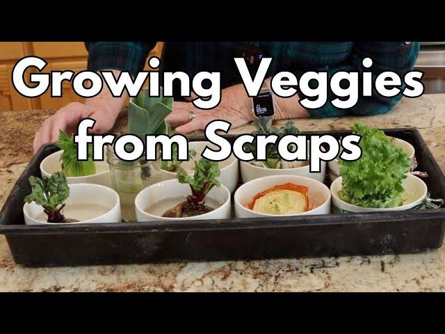 Growing Veggies from Scraps