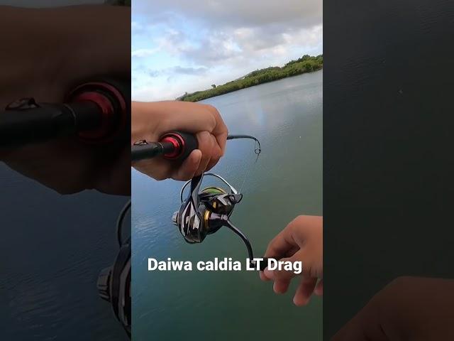 Daiwa Caldia LT drag Sound #daiwa #saltwaterfishing #bigfish #fishing #landbasedfishing #shorts