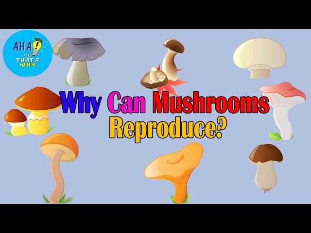 Why Can Mushroom Reproduce Without Seeds and Roots?