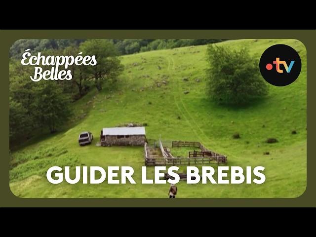 The farms of Nouvelle-Aquitaine: Miren's Sheepfold