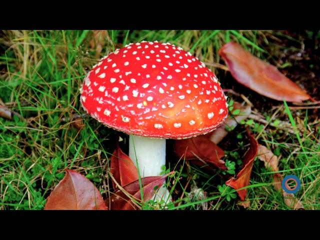 Meaning of Toadstool