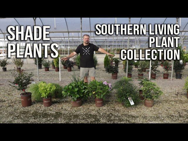 Shade Plants from the Southern Living Plant Collection