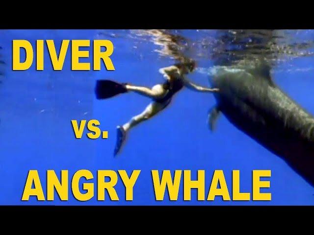 MASSIVE WHALE DRAGS DIVER TO THE DEEP!