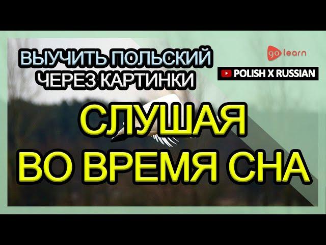 Выучить польский через картинки |польский словарь Слушая во время сна | Golearn