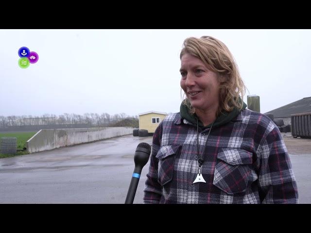 Schapen Marijke Dirkson naar Burgerbrug Streekstad Centraal