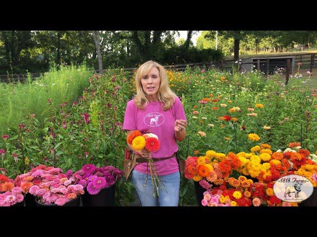 How To Successfully Harvest Zinnias | 1818 Farms