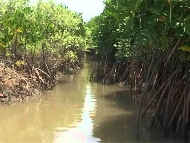 The Greenbelt Reports: Greenbelts and Lifebelts (Tamil Version)