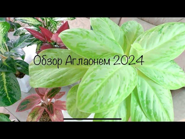 Обзор Аглаонем 2024