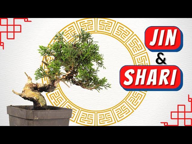 Jin and Shari Bonsai Tutorial: A Beginner's Guide to Juniper | 製作神枝舍利：真柏盆栽