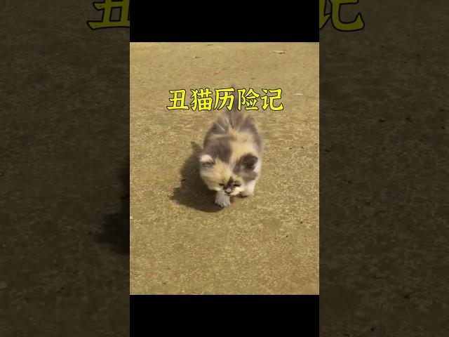 流浪小貓在公園求助人類幫助，卻被大家嫌棄長的醜。幸好遇見了一位善良的小哥出手幫助！ #animals #cute #cat #shorts