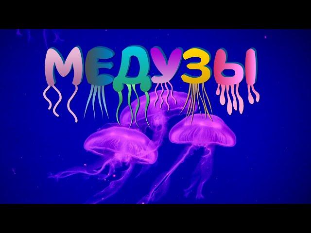 Jellyfish | What Is a Jellyfish? | Jellyfish Stings | The Wonderful World of Invertebrates