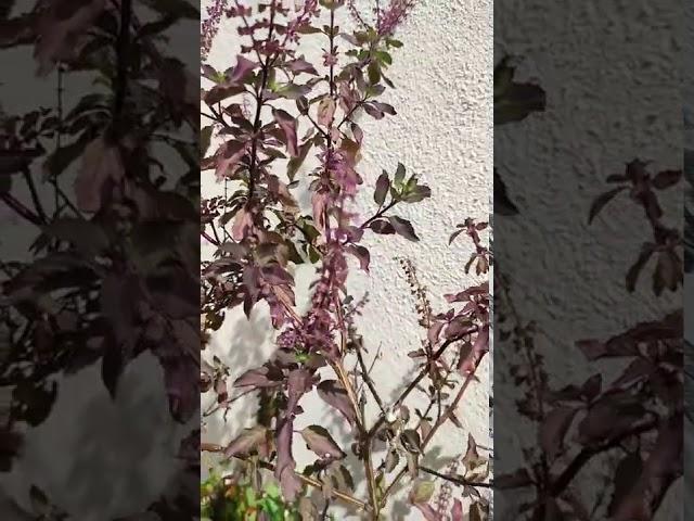 Guess the colour of my tulsi plant #krishnatulsi #youtubeshorts