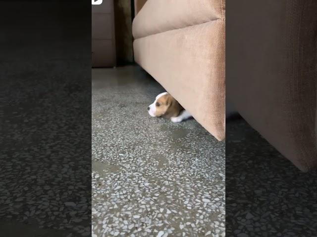 cute beagle puppy#beaglepuppy #beagle