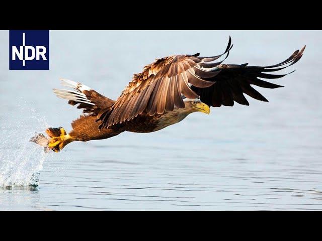 Mecklenburg-Vorpommern: Wild, grün und atemberaubend | die nordstory Spezial | NDR