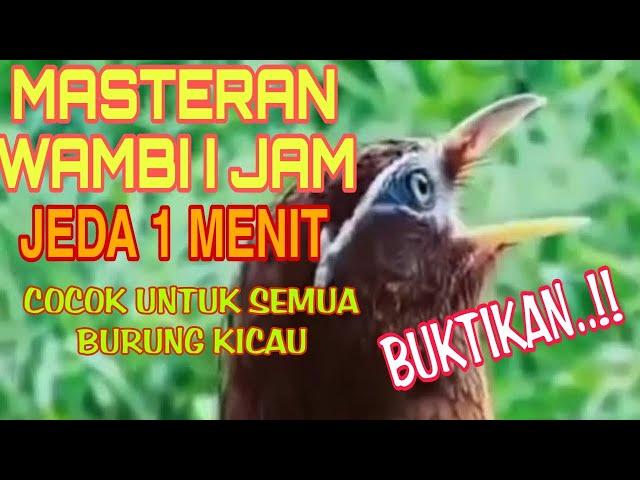 MASTERAN WAMBI GACOR 1 JAM JEDA 1 MENIT