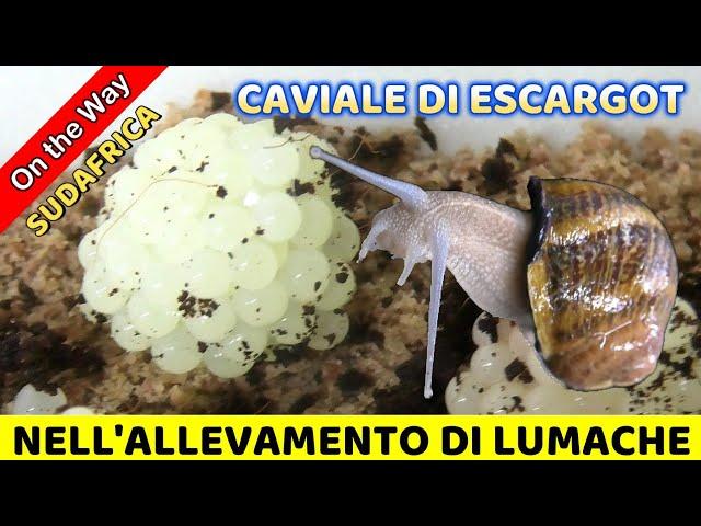 #108 CAVIALE DI LUMACHE ! Cape Town Sudafrica conosciamo RONEL