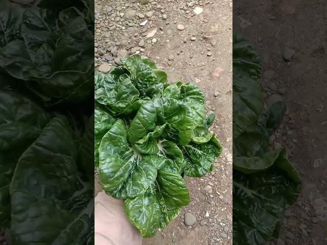 Baby dakota | Nai bai #shorts #gardening #garden #harvest #harvesting #asiancuisine #green #healthy