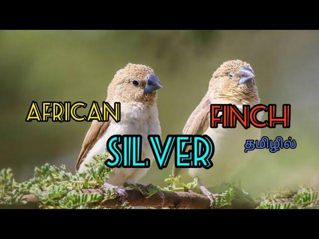 African Silver Finch|Exotic Silver Bill|Capitive Breeding|Good parental bird|Farm setup