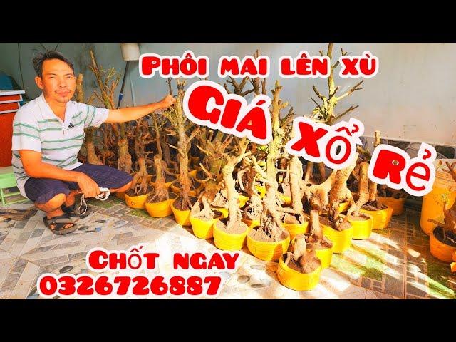 Phôi mai giảo đẹp lên xù giá rẻ 2/11 #aSự0326726887 |MaivàngThanhTâm