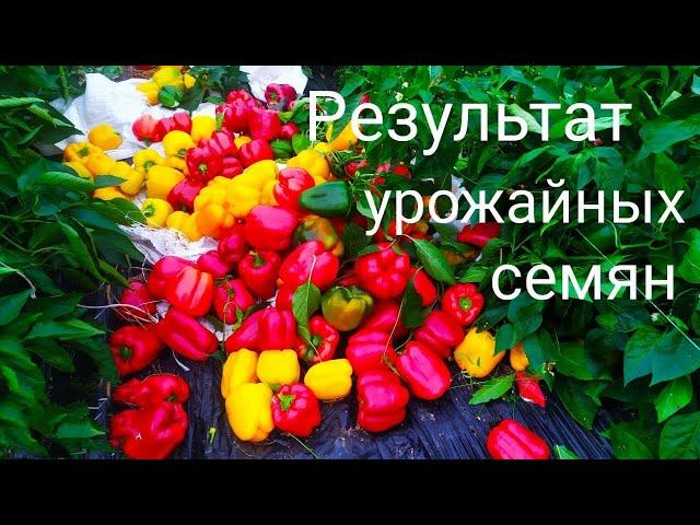 Сладкий перец !!! Секреты выращивания . Как вырастить огромные плоды!