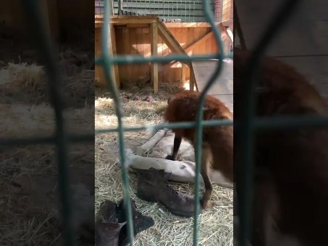 Идем к Игнису общаться #животные #лиса #fox #лисяо #animals