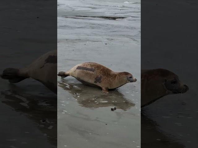 Release of Kiwi, Shrimp, Cheese and Boodie  (different angle)