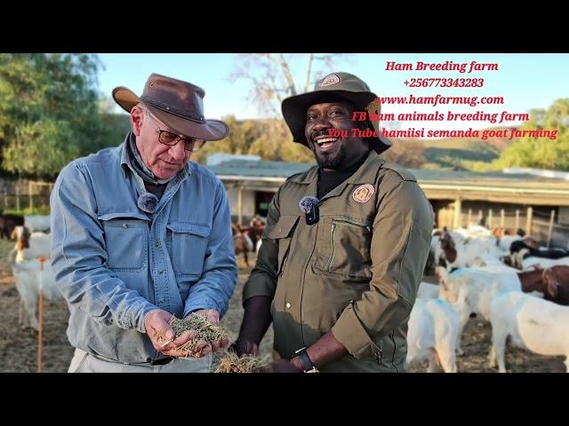 How south African experts feed the pregnant goats for better perfomance (dont miss this )