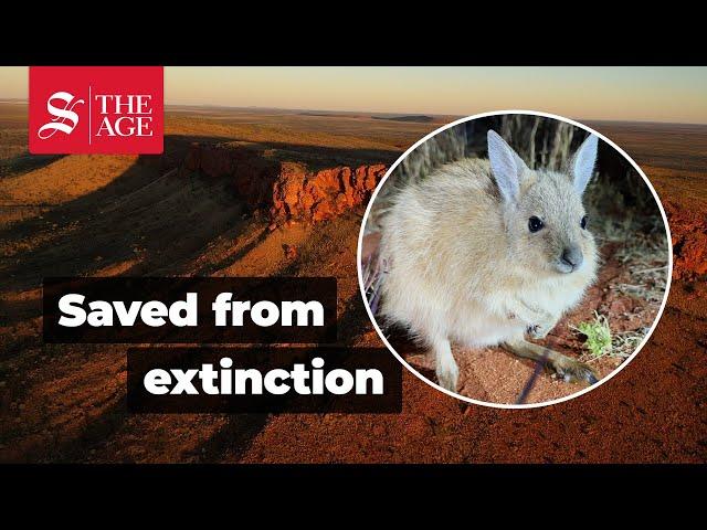 The Australian marsupials brought back from the brink of extinction