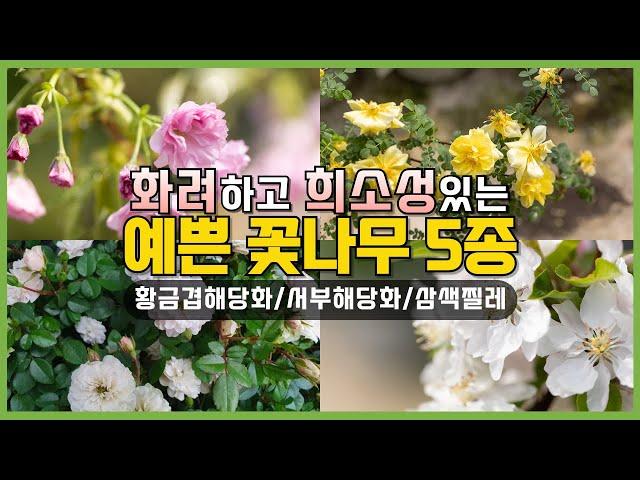 화려하고 희소성있는 꽃나무 5가지를 소개해드립니다 시중에서 구하기 힘든 품종들로 골라보았습니다 황금겹해당화 #해당화 #작약 #정원꾸미기