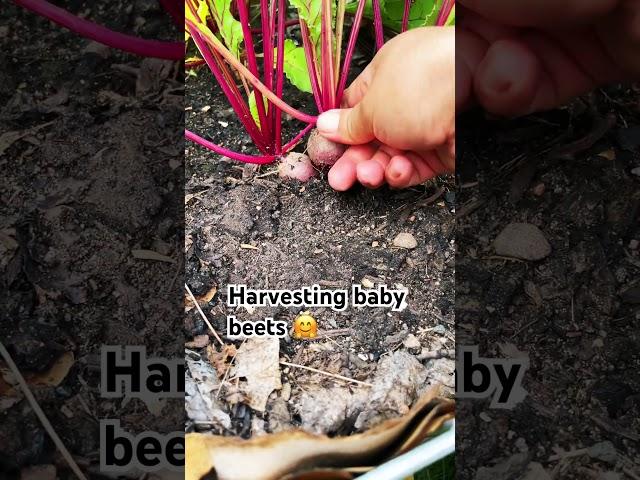 #gardening #onabudget #harvesting #beets #mom #project #motivation #garden #ideas