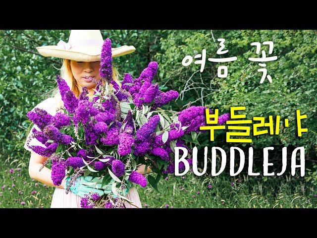 Charming Buddleja Varieties  Easy-to-Grow Blooms for a Fragrant Garden & Floral Design Inspiration