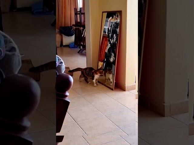 Когда узнал, что есть другие коты во вселенной #смешно #юмор #кошки #cat #animals #кот #смешныекошки
